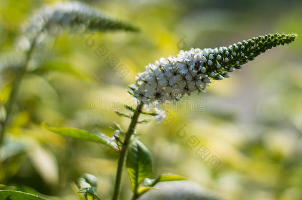 未知的花