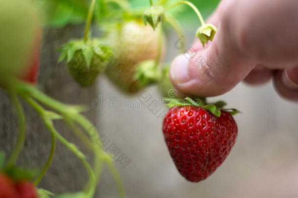 收割采摘成熟的草莓
