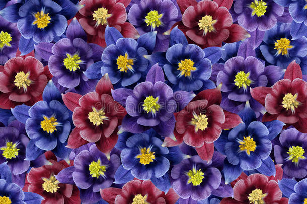 花的背景.蓝色-紫色的-紫罗兰花.花的拼贴画.