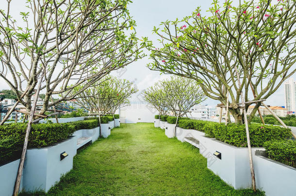 现代的花园向甲板屋顶,绿色的草草地和热带的树