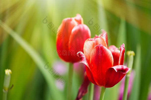 富有色彩的春季红色的郁金香花和阳光