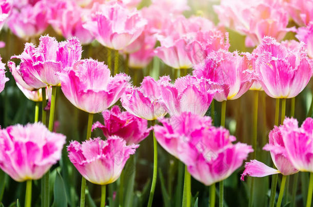 富有色彩的春季粉红色的郁金香<strong>花</strong>和阳光同样地一b一ckground