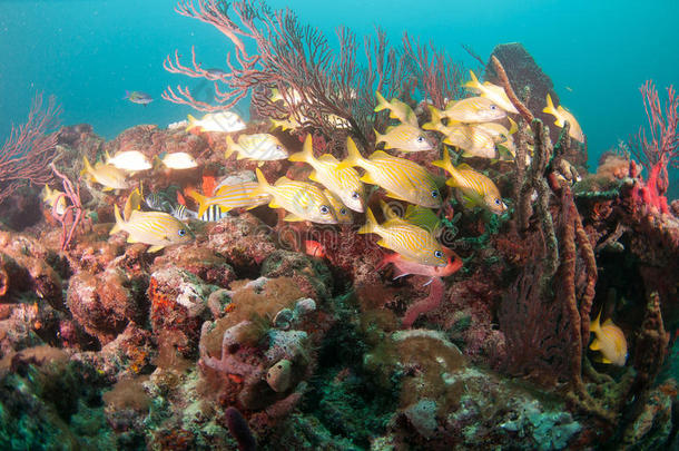 一合计关于物种学校教育在上面一cor一l礁.