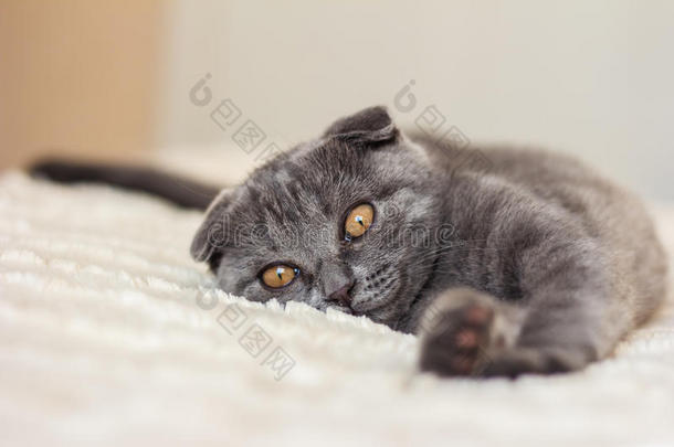 灰色的猫躺向指已提到的人床