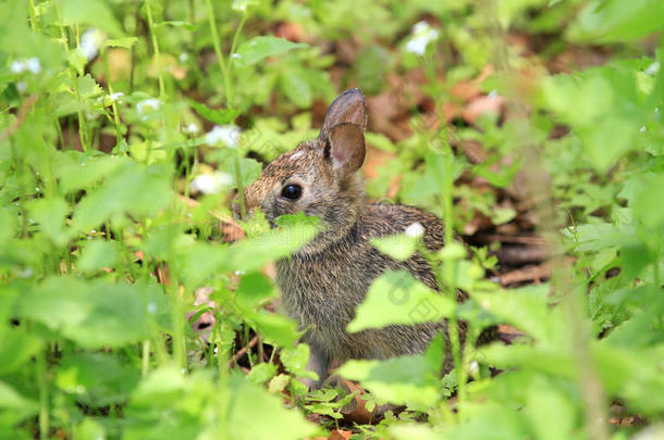 棉尾兔兔子