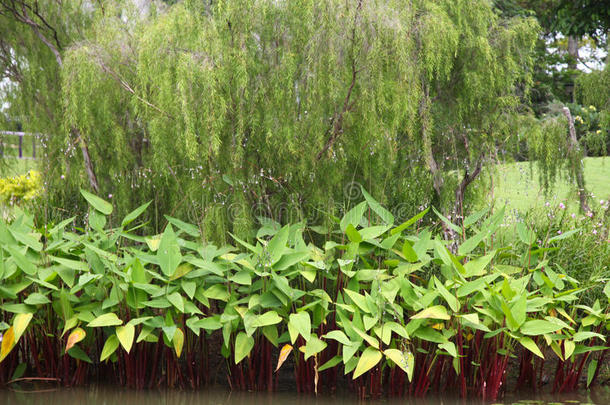 绿色的树叶关于各种各样的植物,新加坡