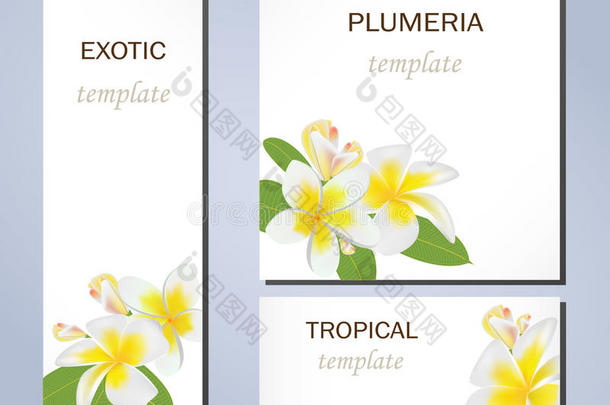 热带的花关于梅花向样板为商业卡和