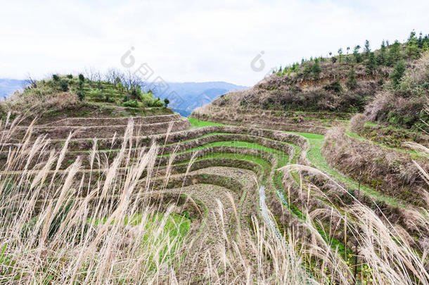 看法关于稻花园向台地的小山采用大寨