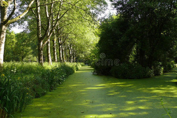 神秘的河流大量的和绿色的浮萍