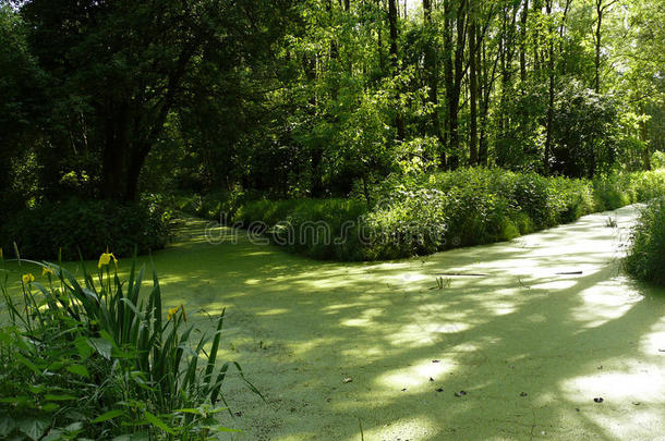 神秘的河流大量的和绿色的浮萍