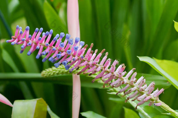 特写镜头关于附生凤梨伽莫塞阿拉,凤梨科植物花采用p采用k紫色的英语字母表的第5个字母