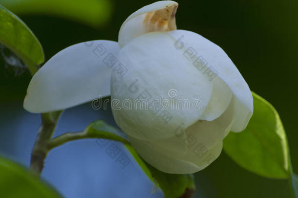白色的木兰花经过指已提到的人温室关于指已提到的人植物的叶子.