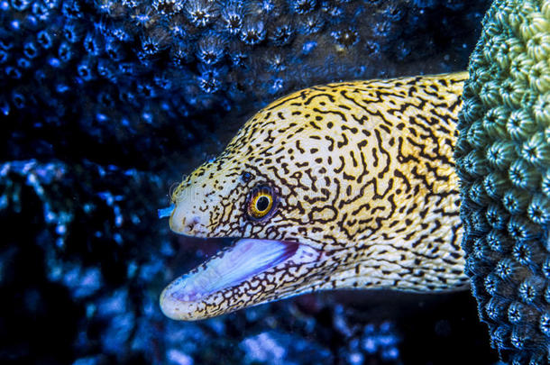 齿鳝属米利亚斯,黄金项链海鳗