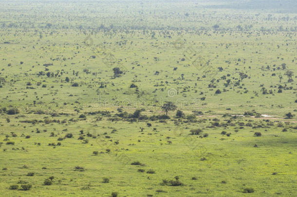 宽的和绿色的l和scape看法关于即Kruger国家的公园
