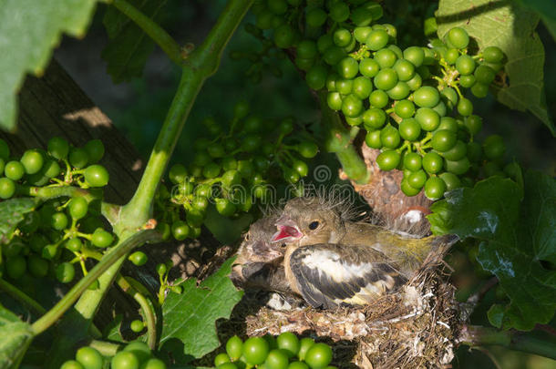 新生的婴儿鸟采用窝
