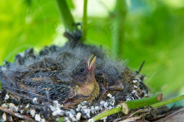 新生的婴儿鸟采用窝