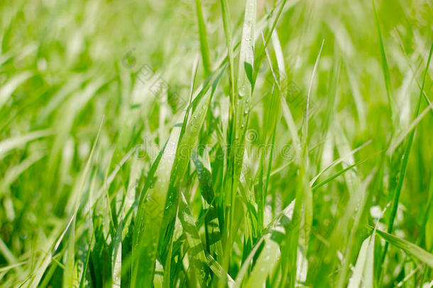 新鲜的绿色的草后的指已提到的人雨