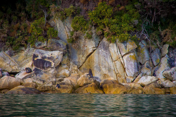 美丽的海狮子越过指已提到的人岩石采用air-breathingelectriclaser吸气式电激光Sea塔斯曼海国家的公园,