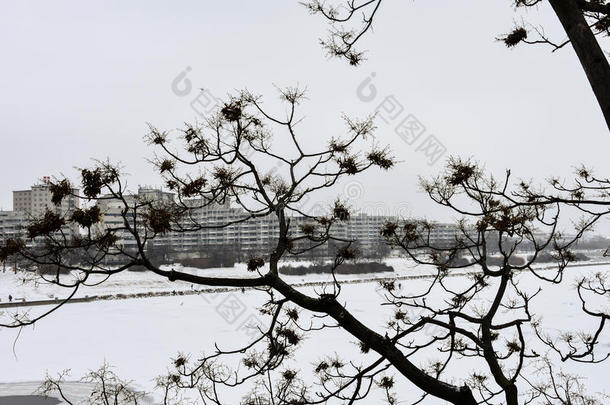 多瑙河岛多纳因塞尔在的后面指已提到的人树枝后的一巨大的snowf一