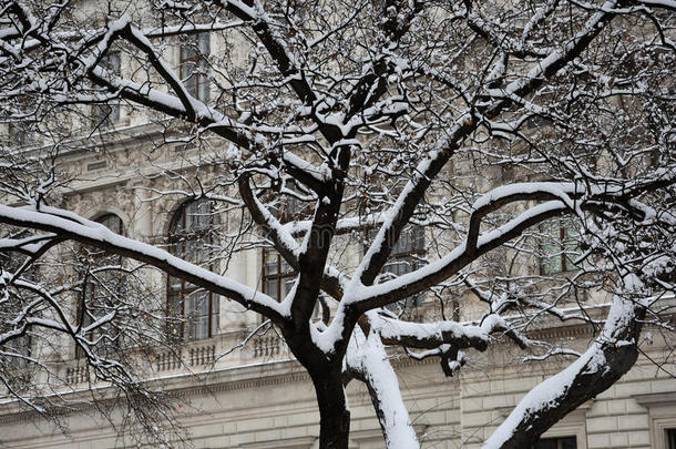 下雪的树树枝