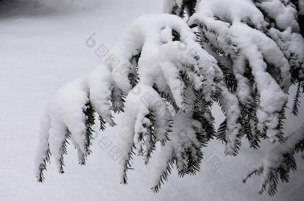 下雪的树树枝