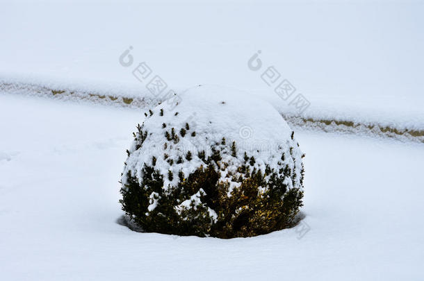 球爬行松树在下面指已提到的<strong>人</strong>雪.<strong>维也纳</strong>