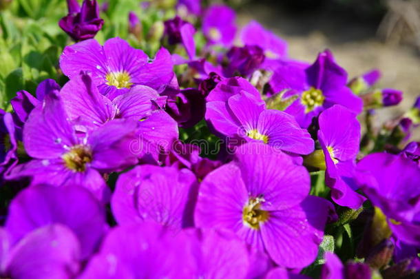 紫色的<strong>花</strong>