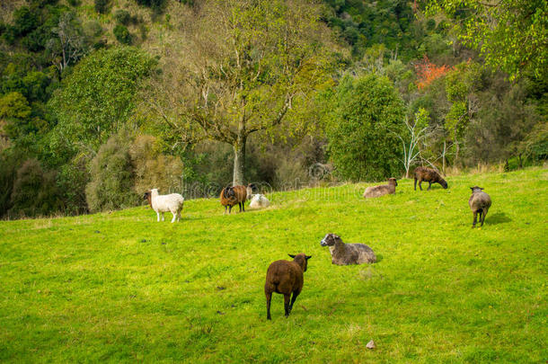 美丽的看法关于det.一些羊放牧采用河山谷,坐落的采用