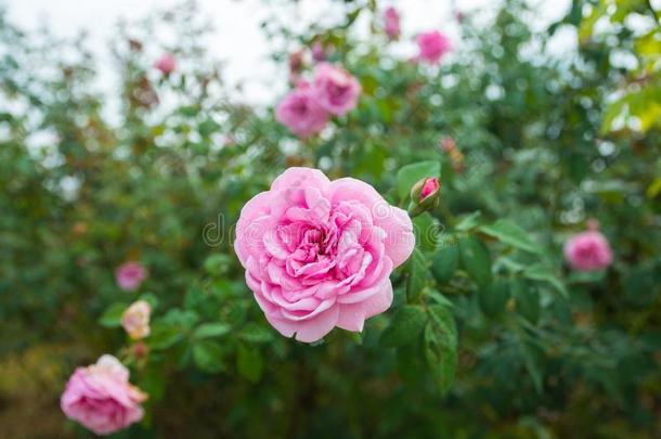 粉红色的玫瑰花植物采用玫瑰花园或农场