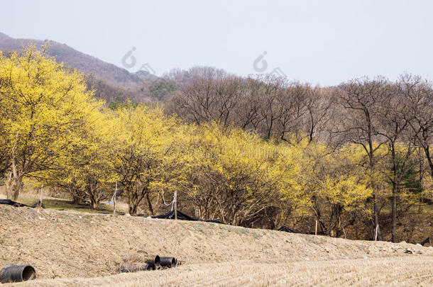 三素玉村民,山茱萸天门冬属在春季采用利川,朝鲜