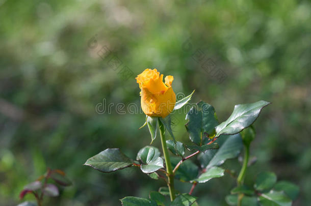 芽黄色的玫瑰盛开的