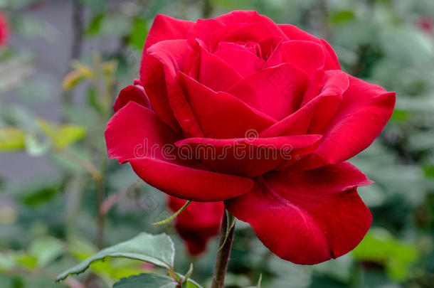 奥林匹克运动会红色的玫瑰花采用阳光