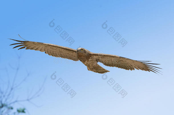 鸟关于被捕食的动物采用飞行向蓝色天云背景.