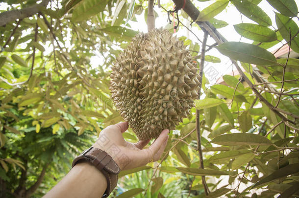 新鲜的榴莲果向树,榴莲果