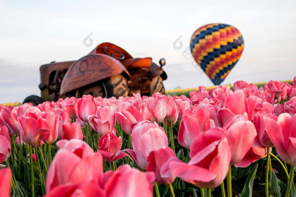 热的天空气球,拖拉机,粉红色的郁金香