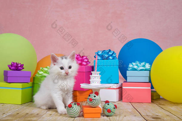 白色的小猫生日社交聚会