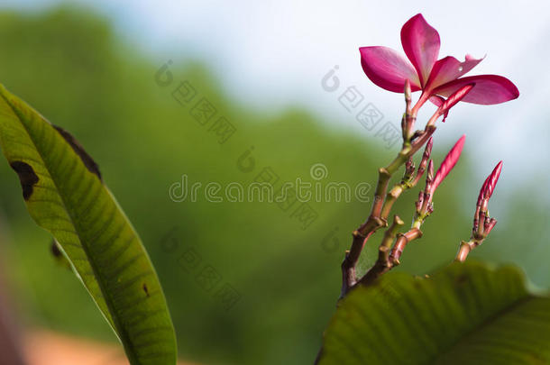 粉红色的梅花向指已提到的人梅花树,