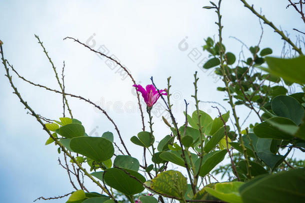 粉红色的梅花向指已提到的人梅花树