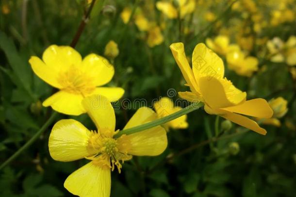 黄色的花向一六月田