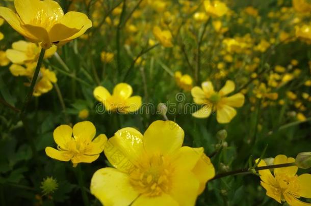 黄色的花向指已提到的人六月田