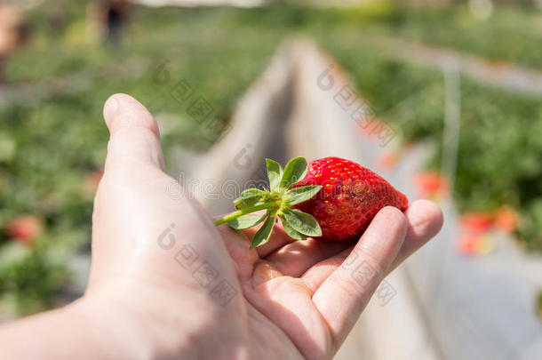 草莓采摘在灰浆桶int.哈Sint.哈ron