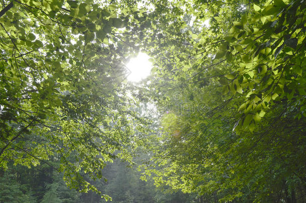 阳光照耀的进入中指已提到的人森林