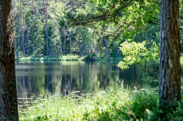 镇定的森林湖和树