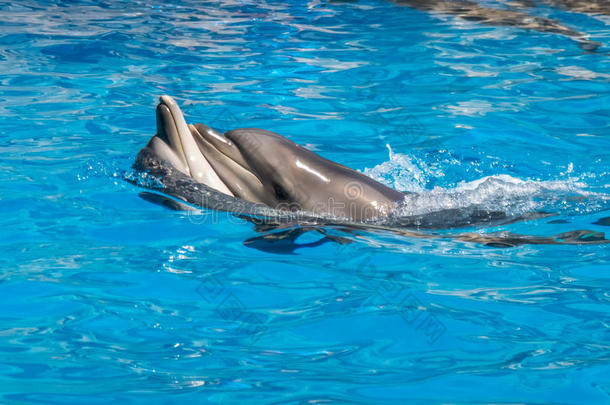 一漂亮的海豚在的时候一演说一t指已提到的人dolphin一rium,B一tumi,海门口