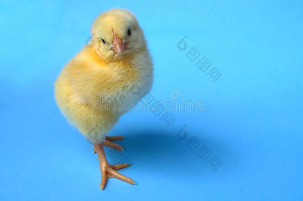 小的小鸡向蓝色背景婴儿小鸡en农场生活