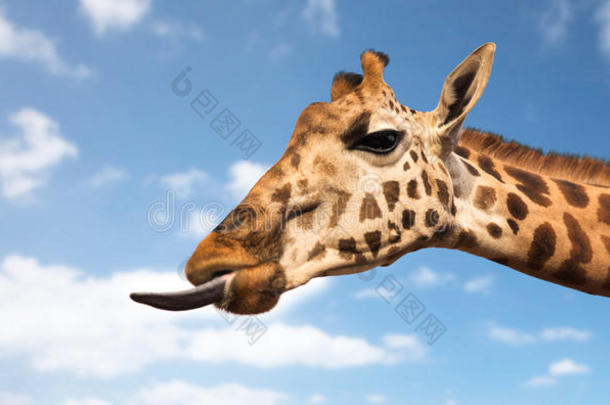长颈鹿展映舌头
