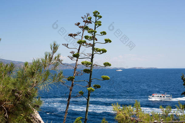 盛开的龙舌兰属植物向海背景