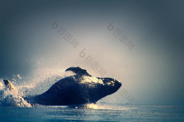 鲸采用指已提到的人和平的出局关于指已提到的人水