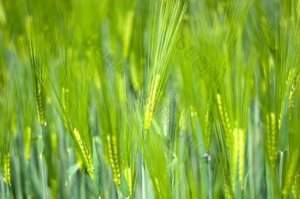 一小麦田在春季
