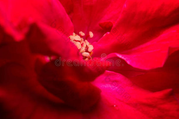 指已提到的人关在上面关于花粉关于红色的玫瑰.<strong>大约</strong>是（be的三单形式一p一tte英语字母表的第18个字母n关于红色的英语字母表的第